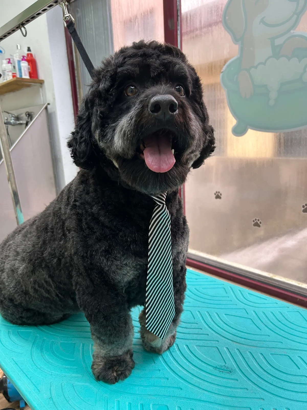 Bichanos Pet Care Grooming — 3