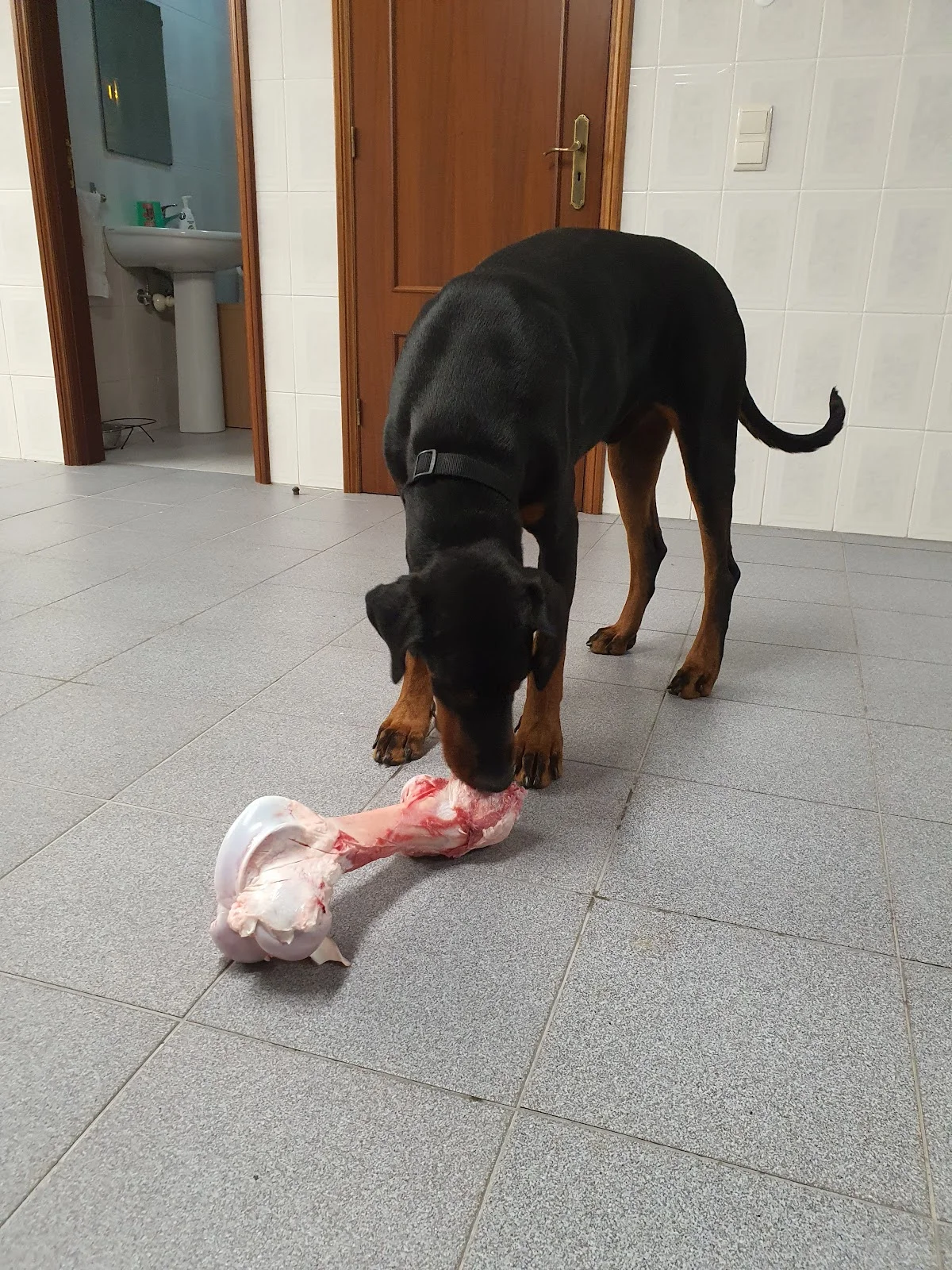 Kaninine - Centro de Treino Canino — 2