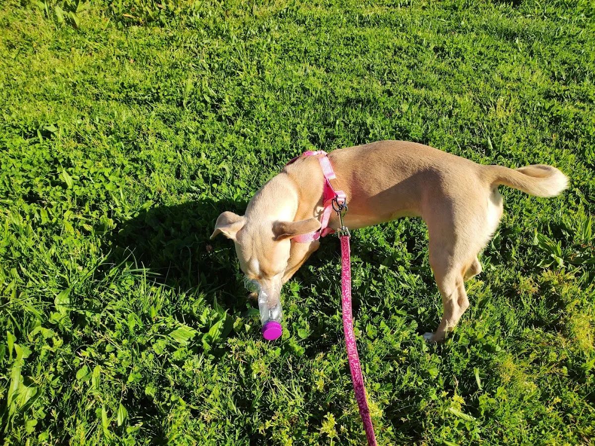 Kaninine - Centro de Treino Canino — 3
