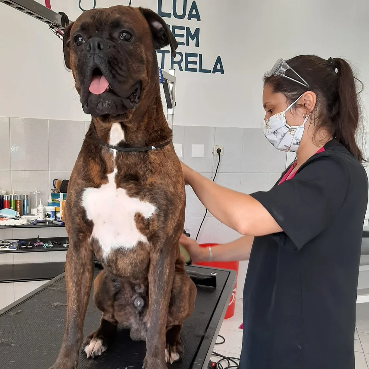 Lua Sem Trela - Banhos e tosquias — 3