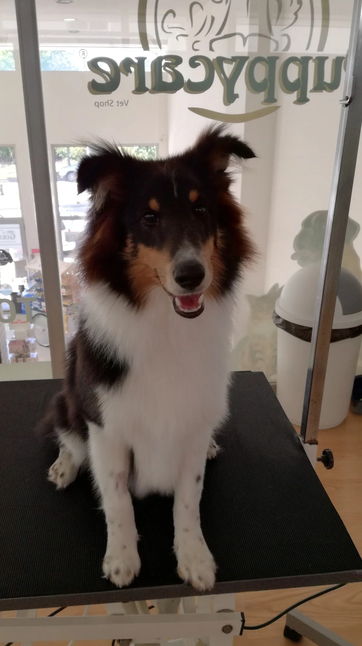 Consultório Veterinário Puppycare — 3