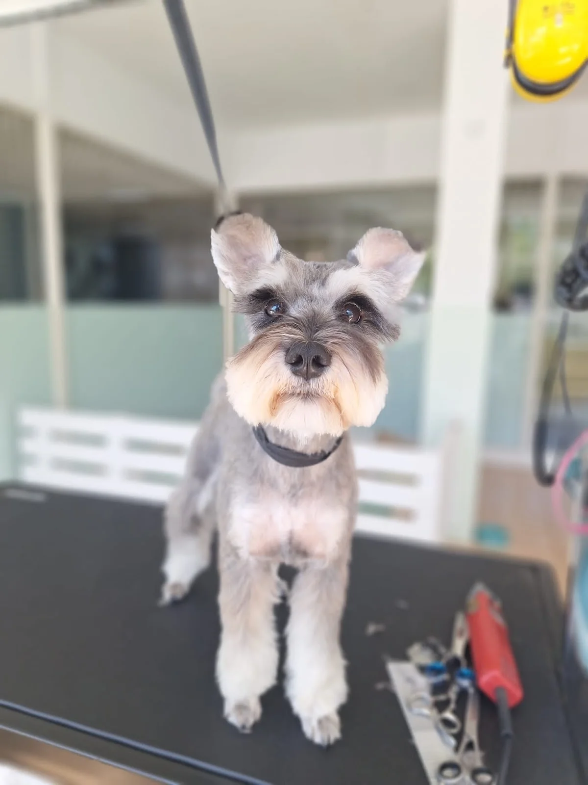 Doggystyle Pet Grooming — 2