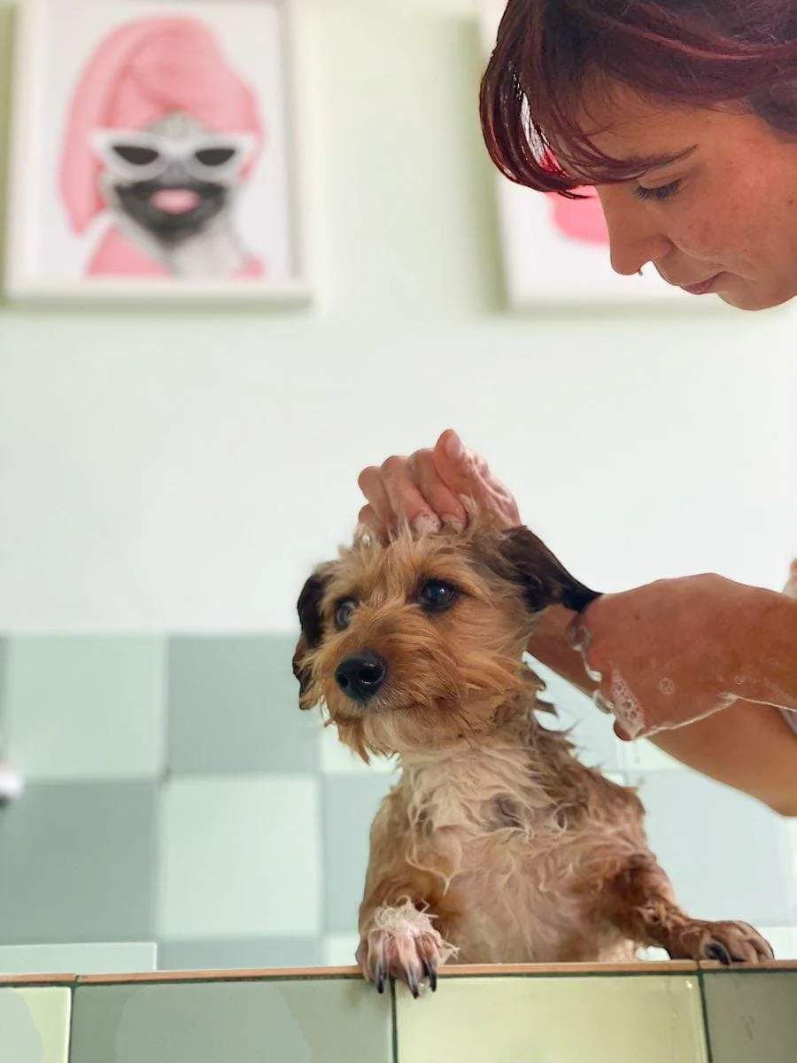 Doggystyle Pet Grooming — 3