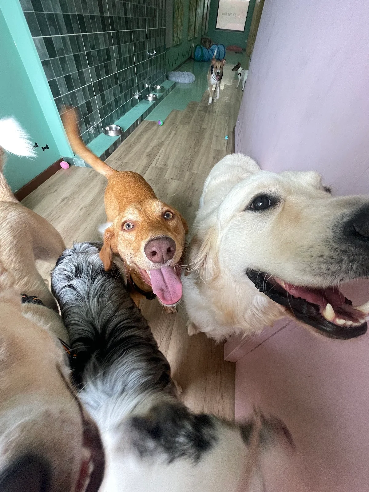 C’ PET CARE | Creche Canina, Grooming & Treino