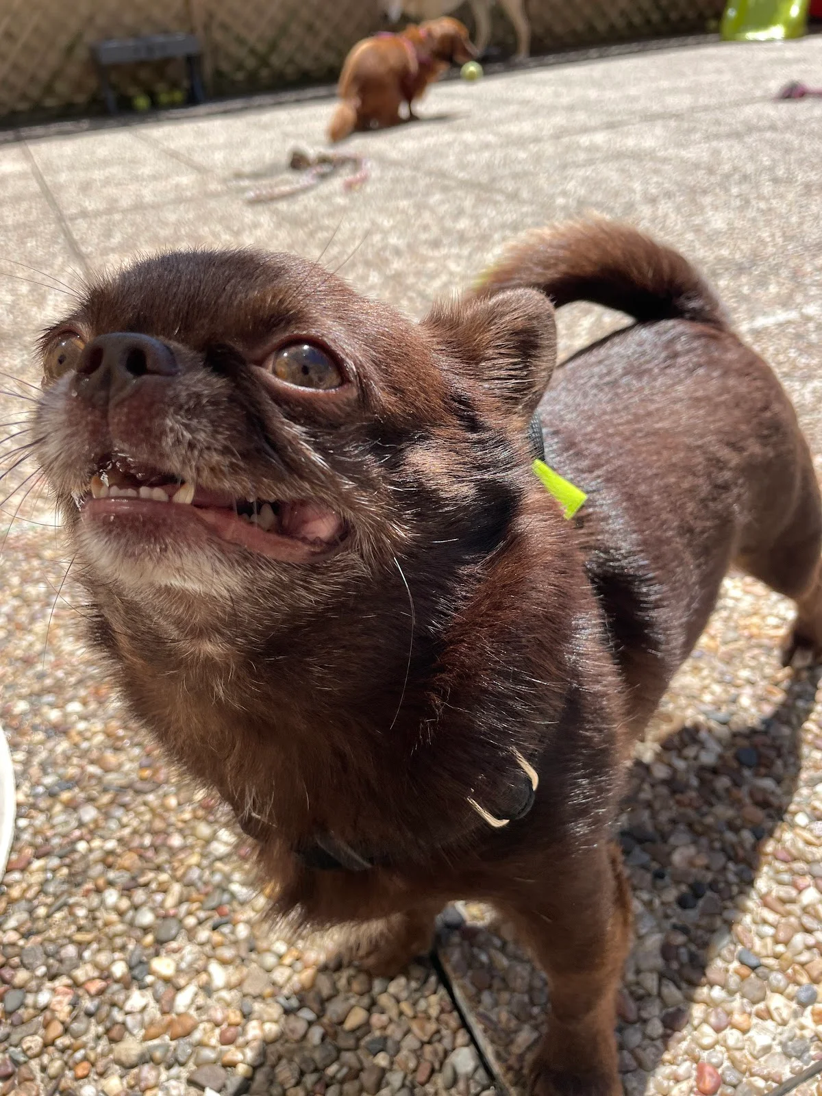 C’ PET CARE | Creche Canina, Grooming & Treino — 2