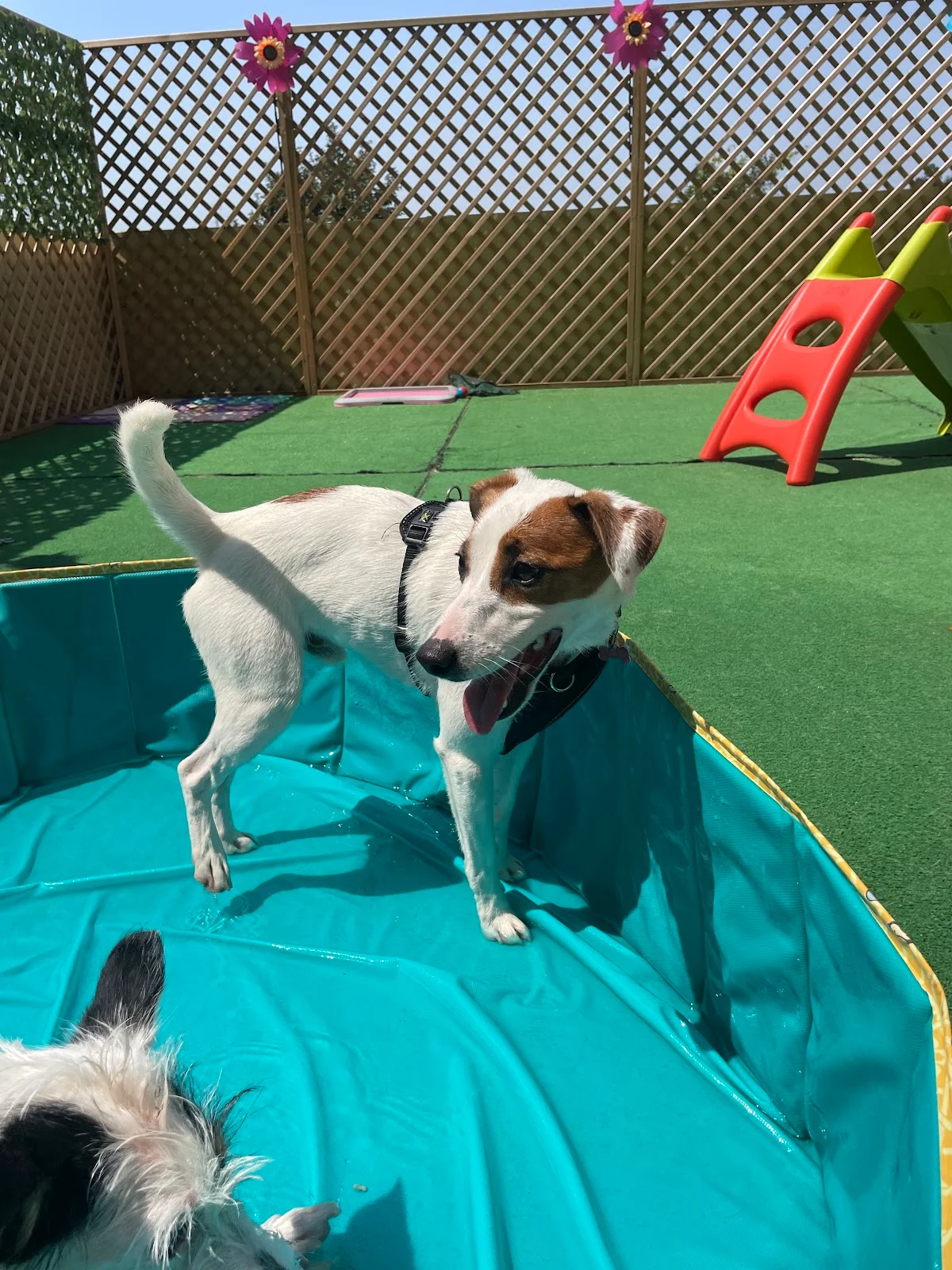 C’ PET CARE | Creche Canina, Grooming & Treino — 3