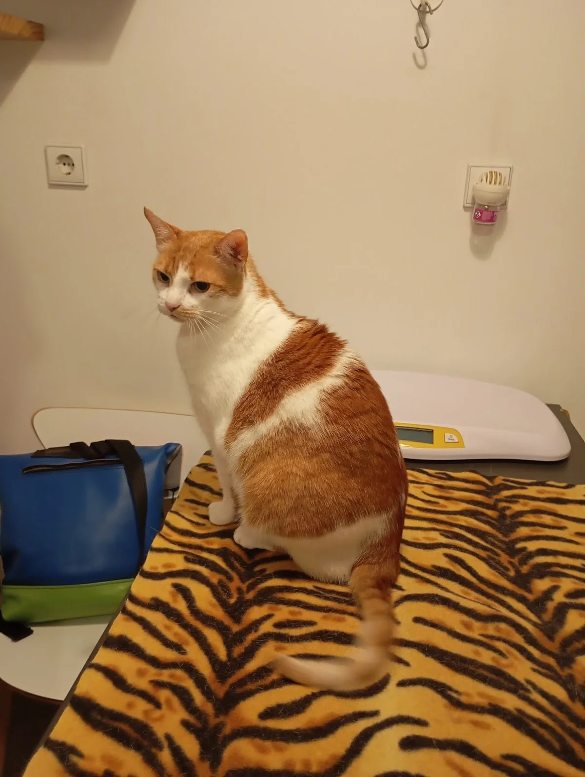 Língua de Gato Clínica Veterinária — 3
