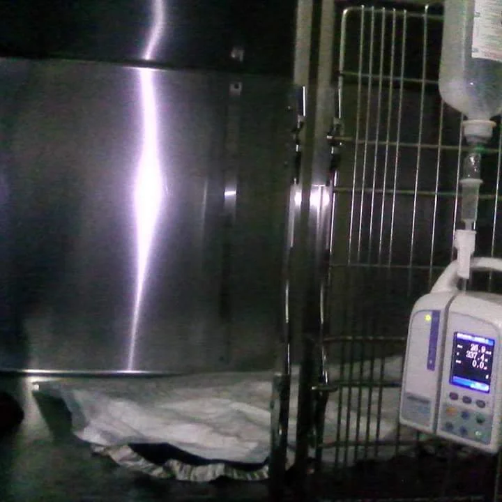 Latimia - Clínicas Veterinárias — 2