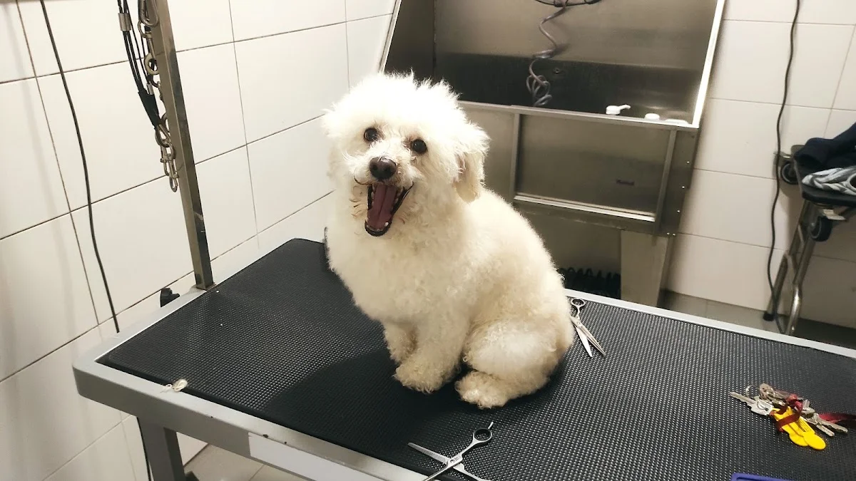 PetShow — 2