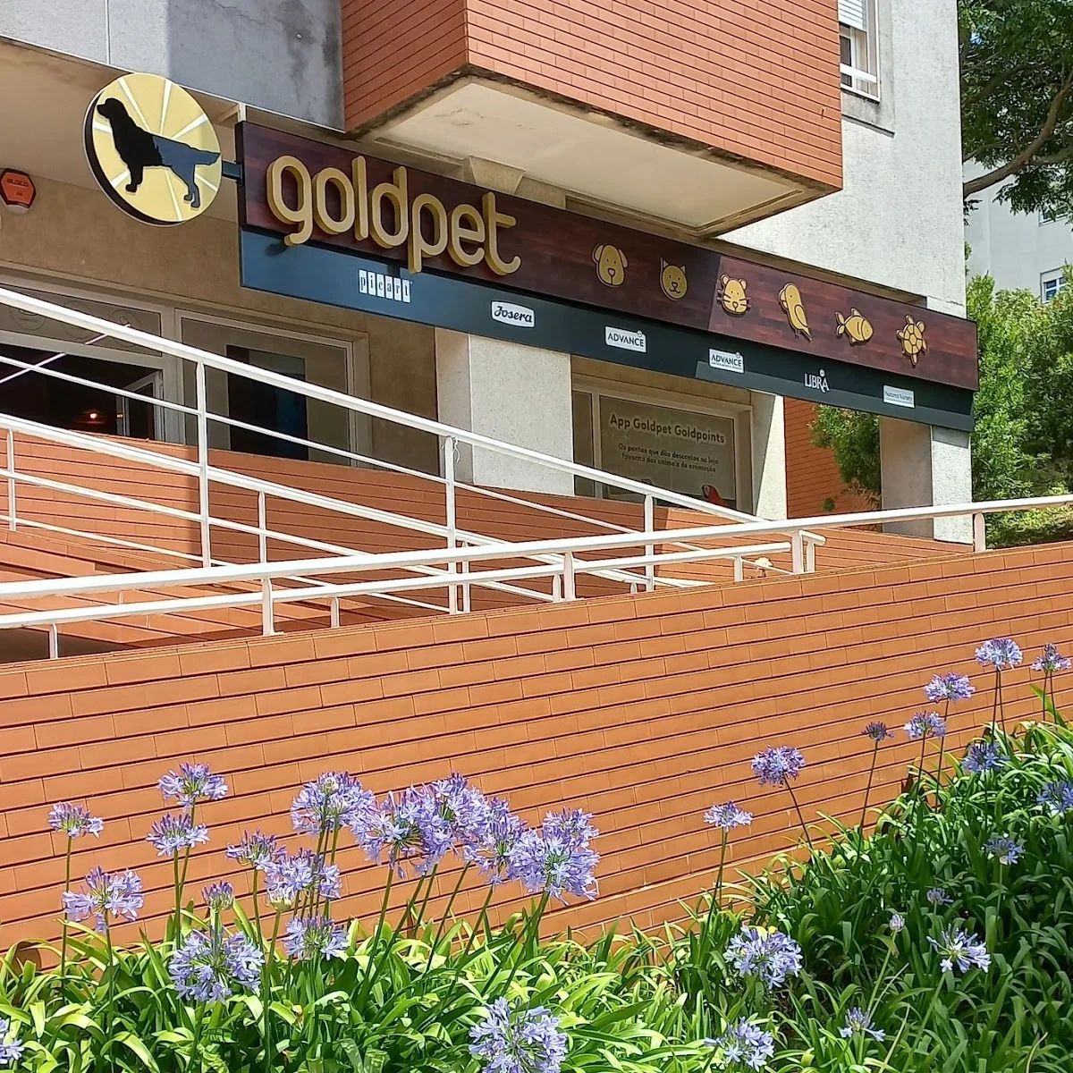 Goldpet Amadora