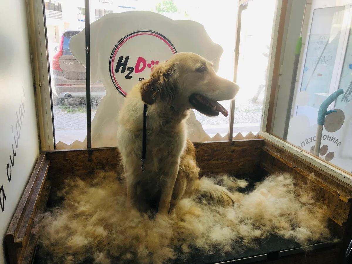 H2DOG Wash Lumiar (Self-Service) — 3