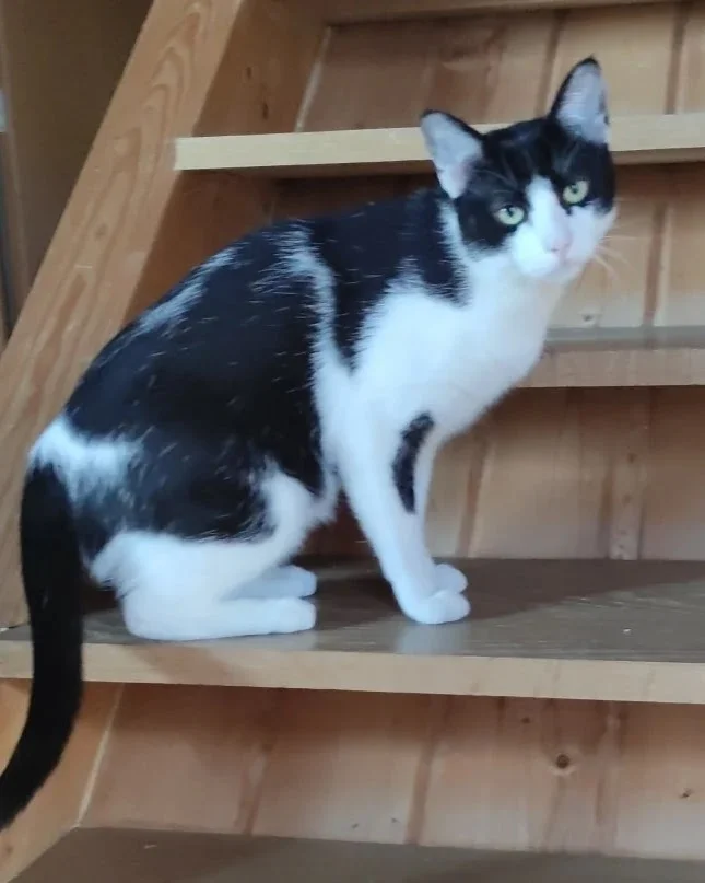 CS_Cat Sitting