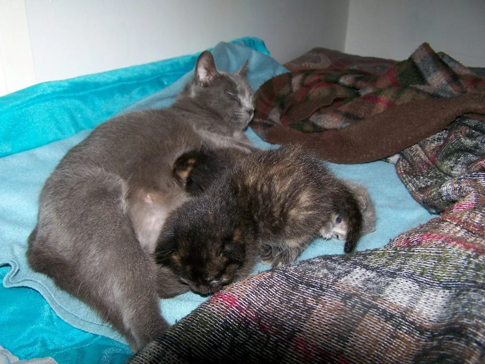 CS_Cat Sitting — 2