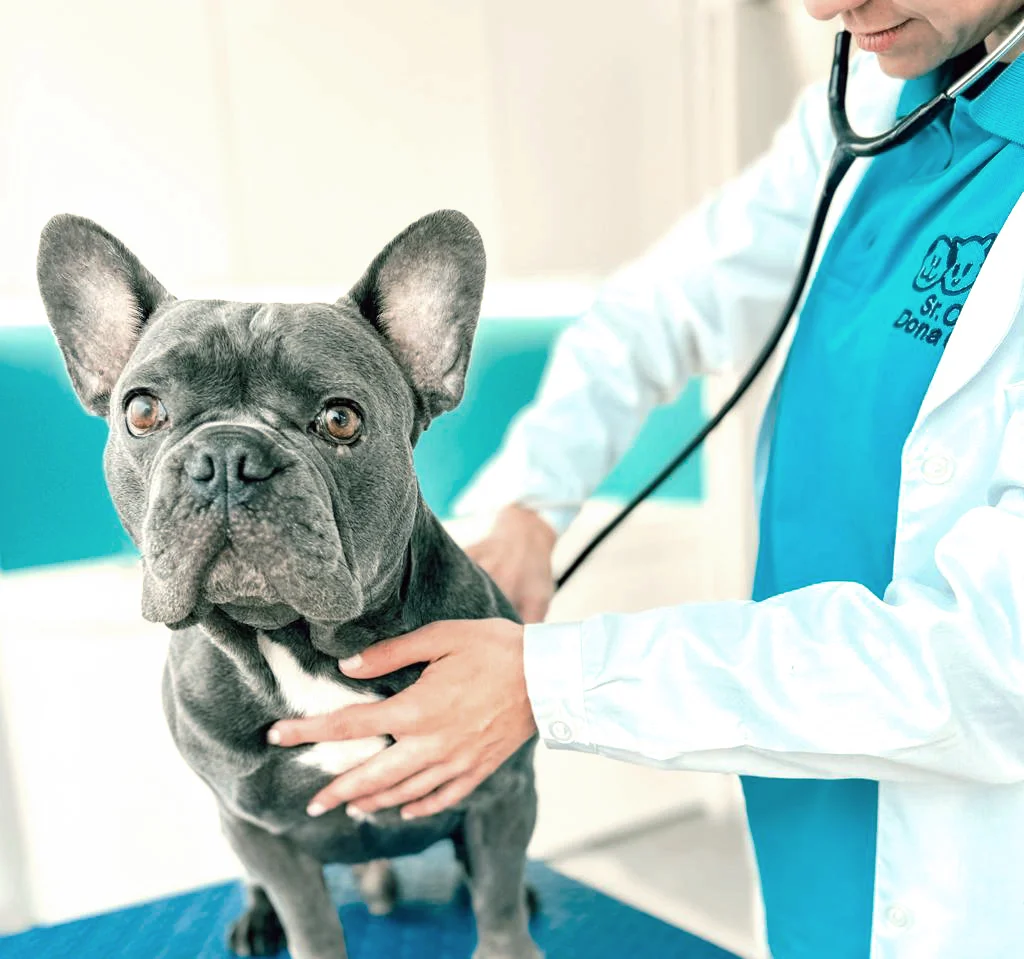 Sr Cão & Dona Gata - Centro Veterinário