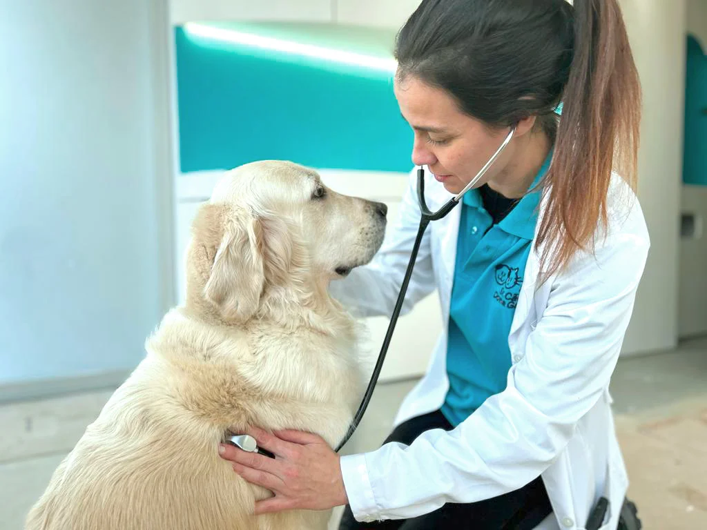 Sr Cão & Dona Gata - Centro Veterinário — 2