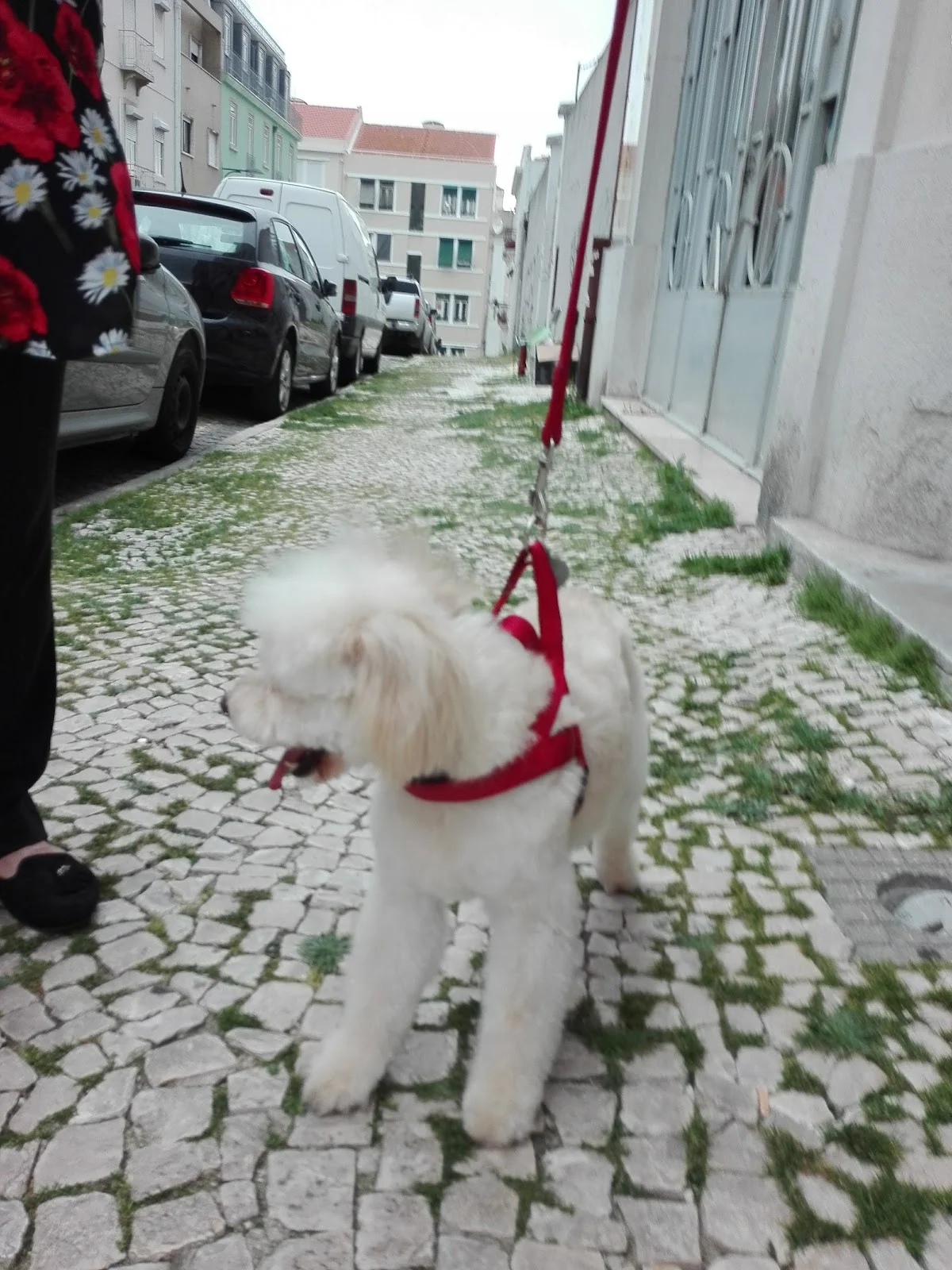 CoolVet — 3