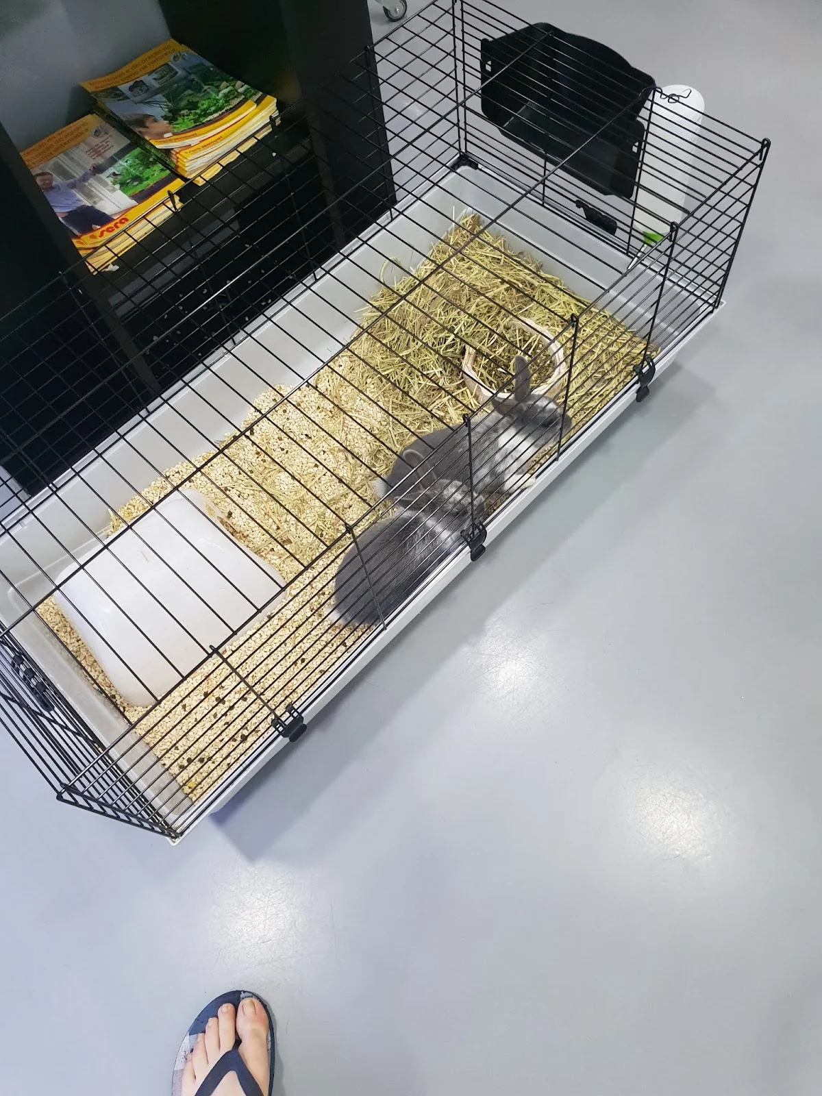 Petlandia Marshopping — 2