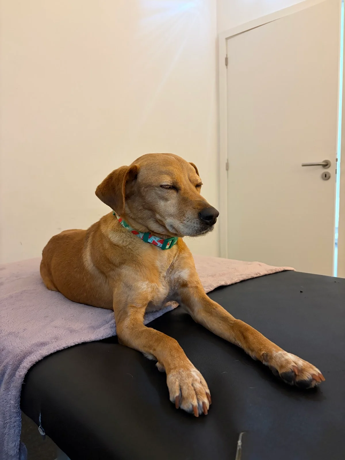 Centro de Reabilitação Animal VetCura — 3