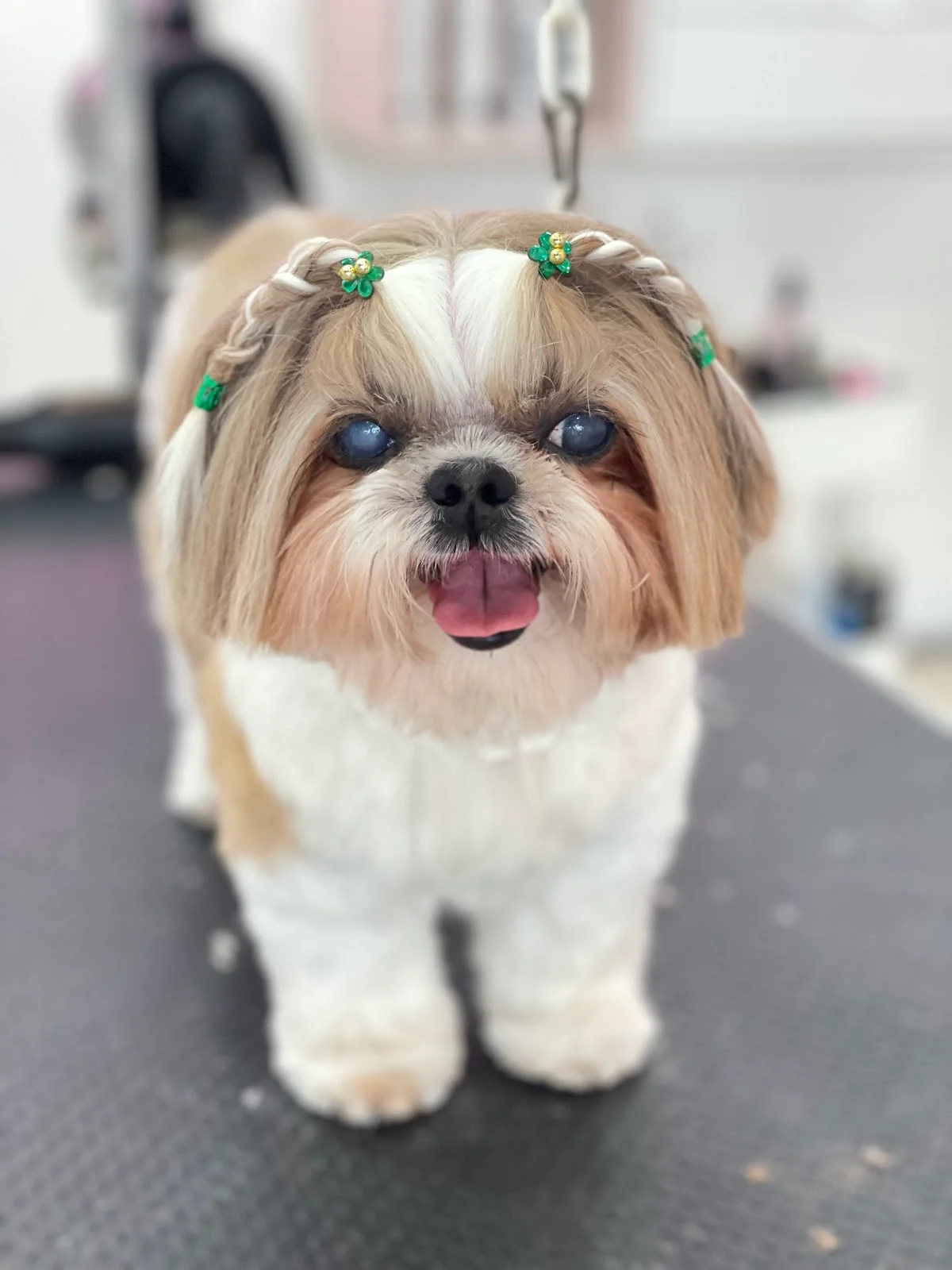 Dog’Store