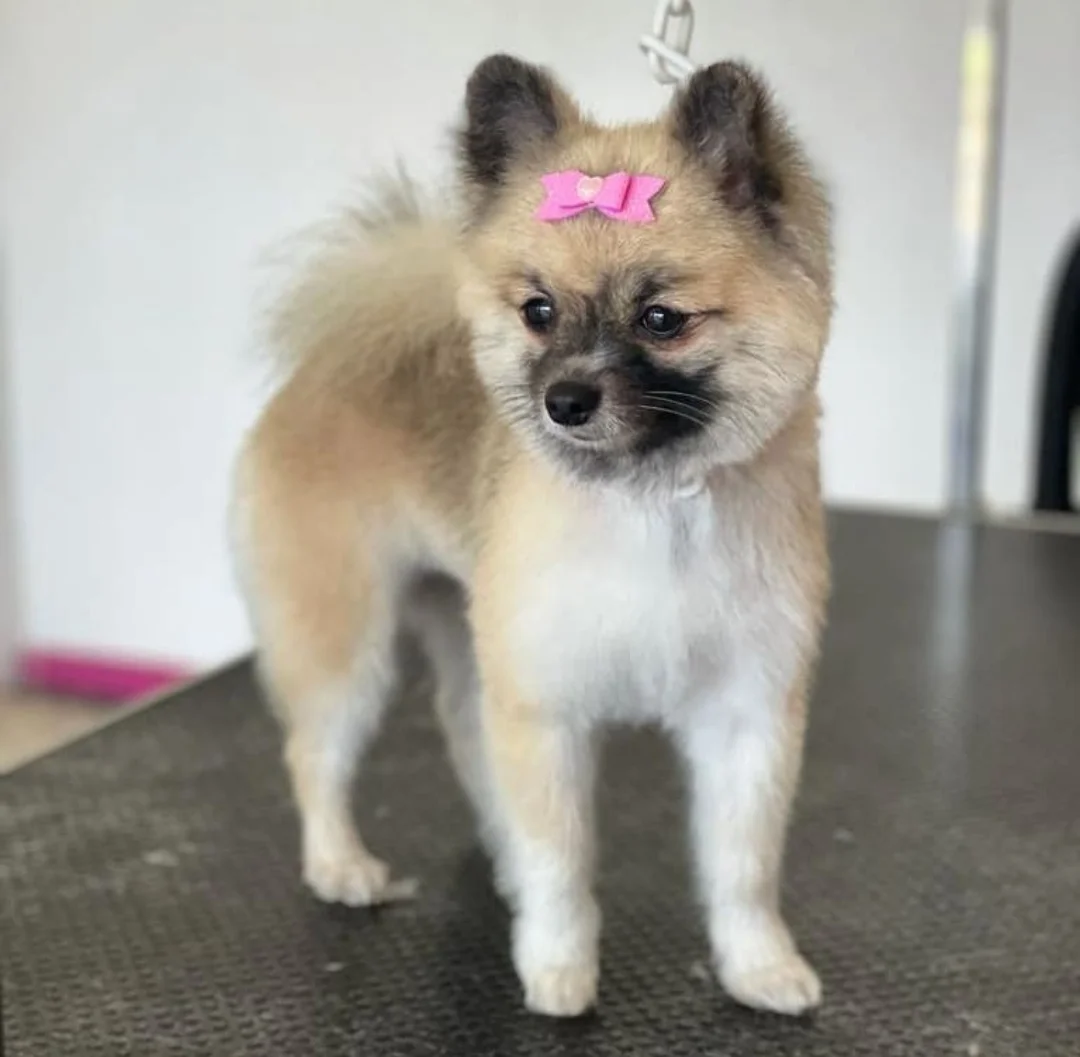 Dog’Store — 2