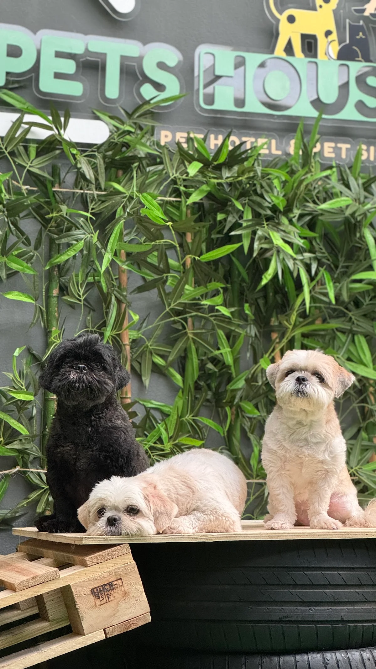 Pets House - Hotel cães e gatos, Creche canina