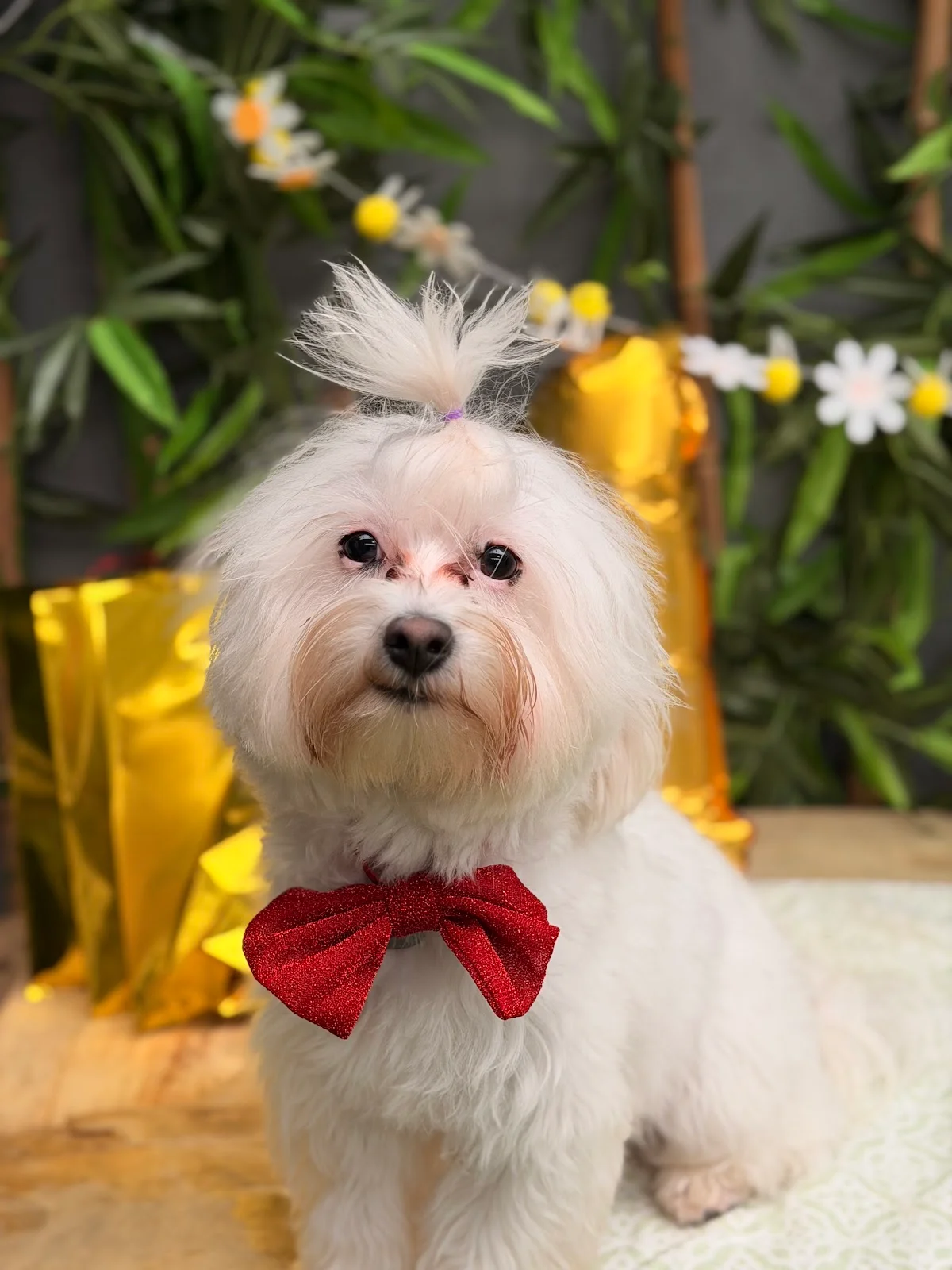 Pets House - Hotel cães e gatos, Creche canina — 2