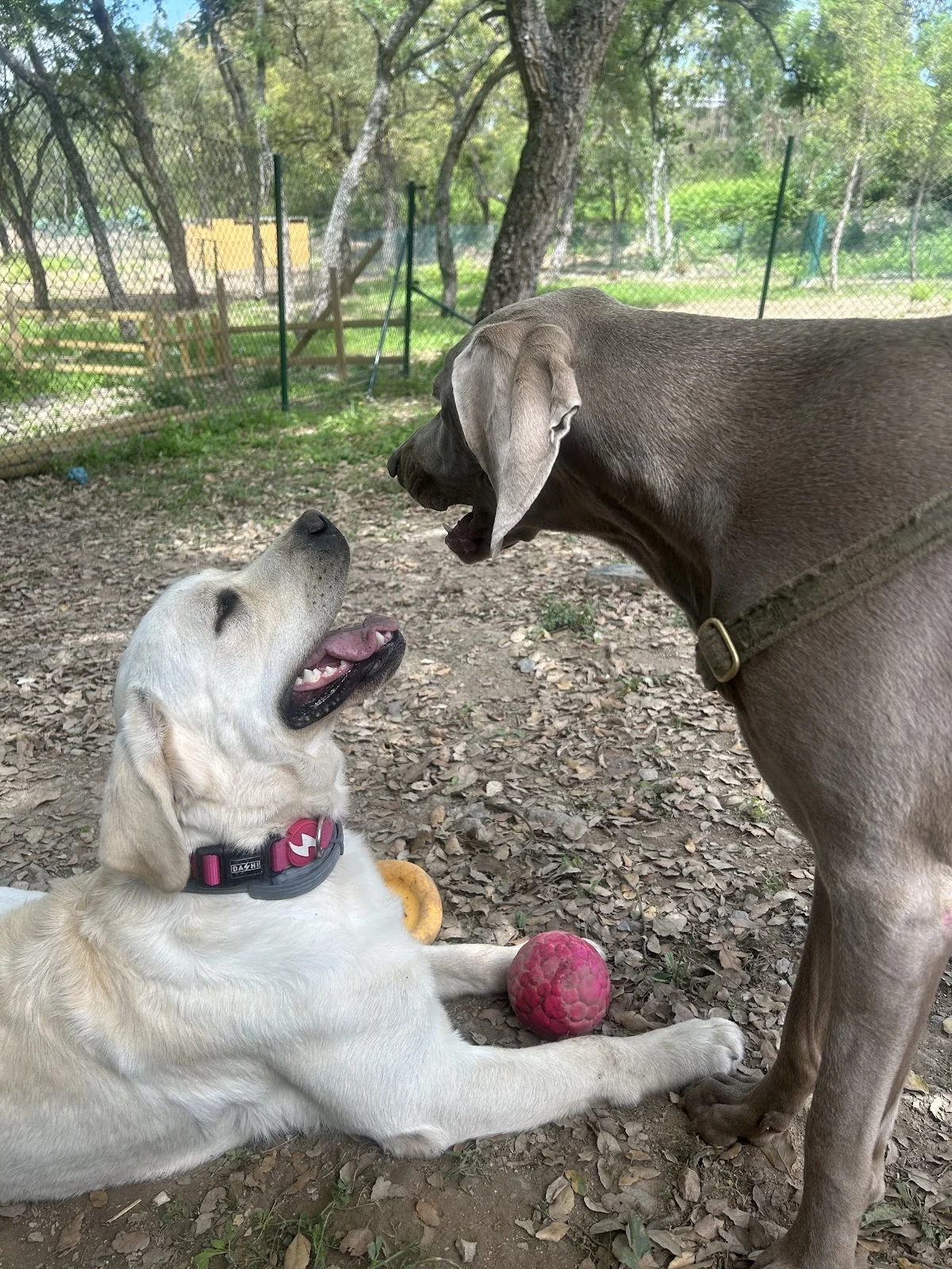 PetLover — 2