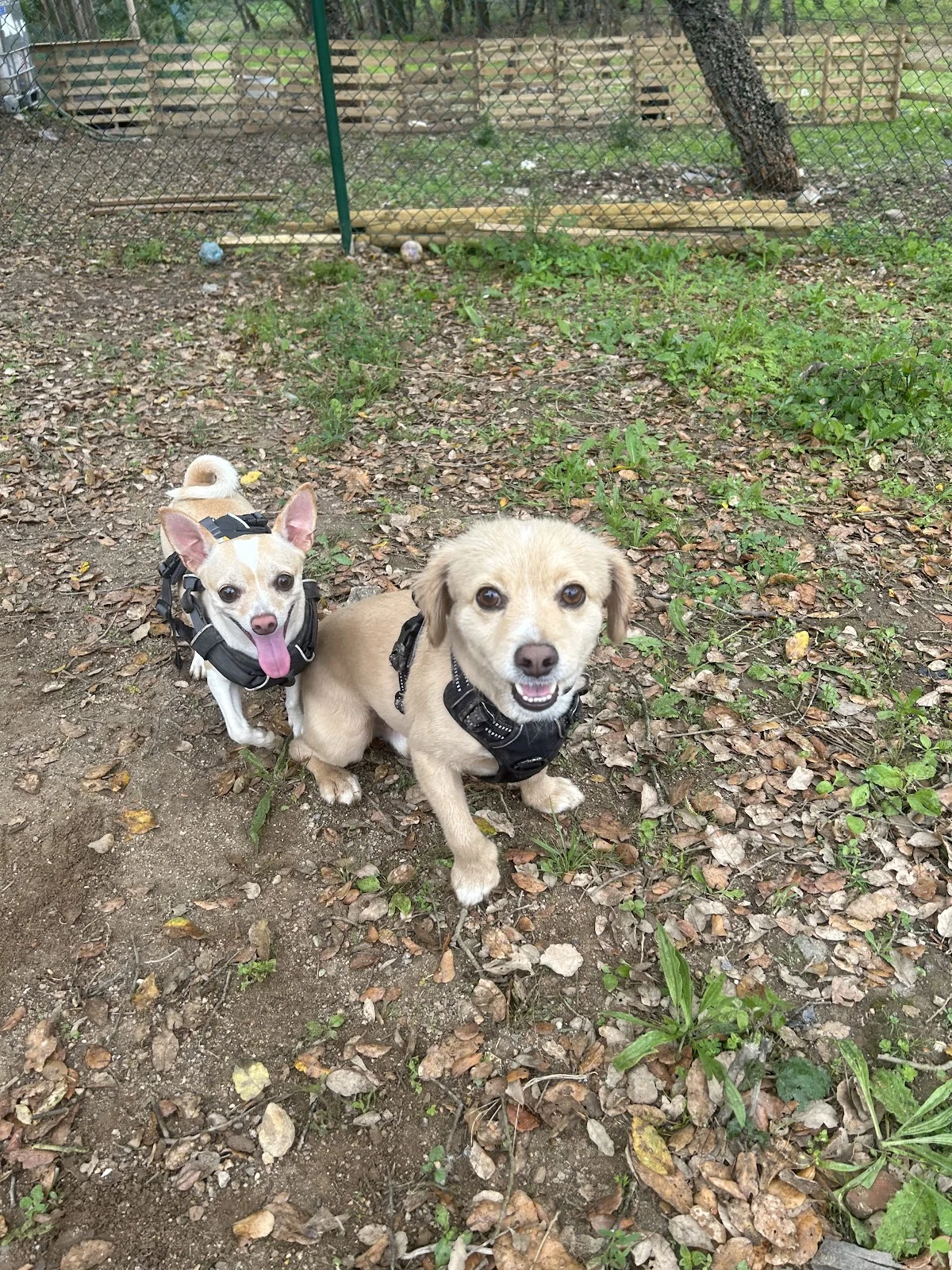 PetLover — 3
