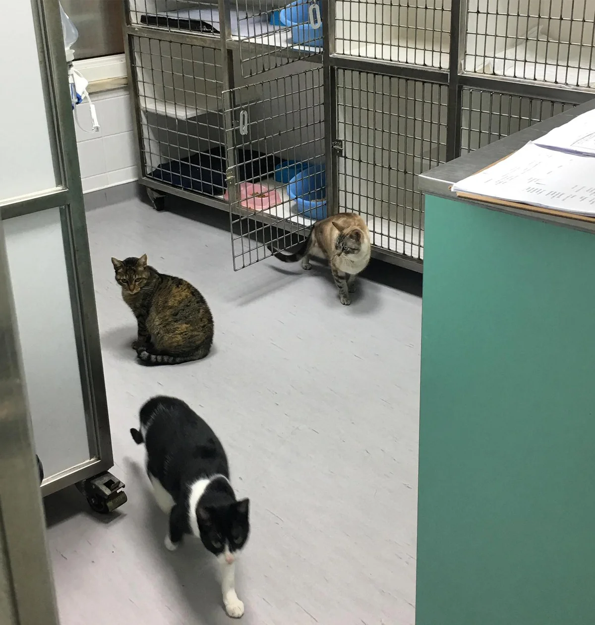CVS SOS Animal (HVS SOS Animal)