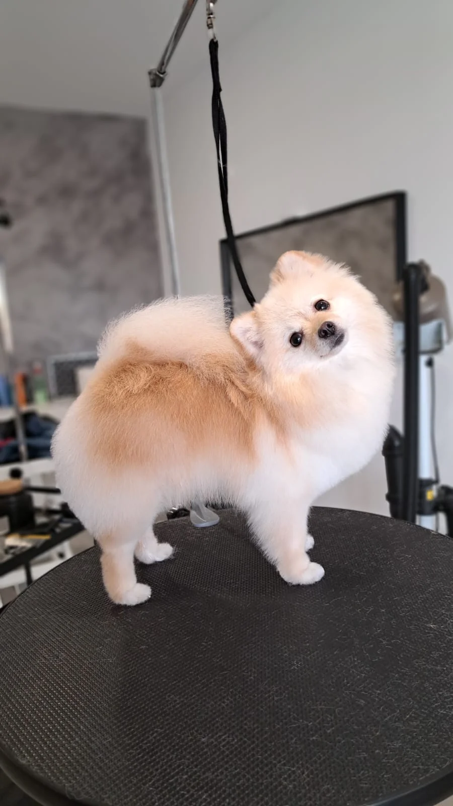 Dog Lovers Grooming Salon — 3