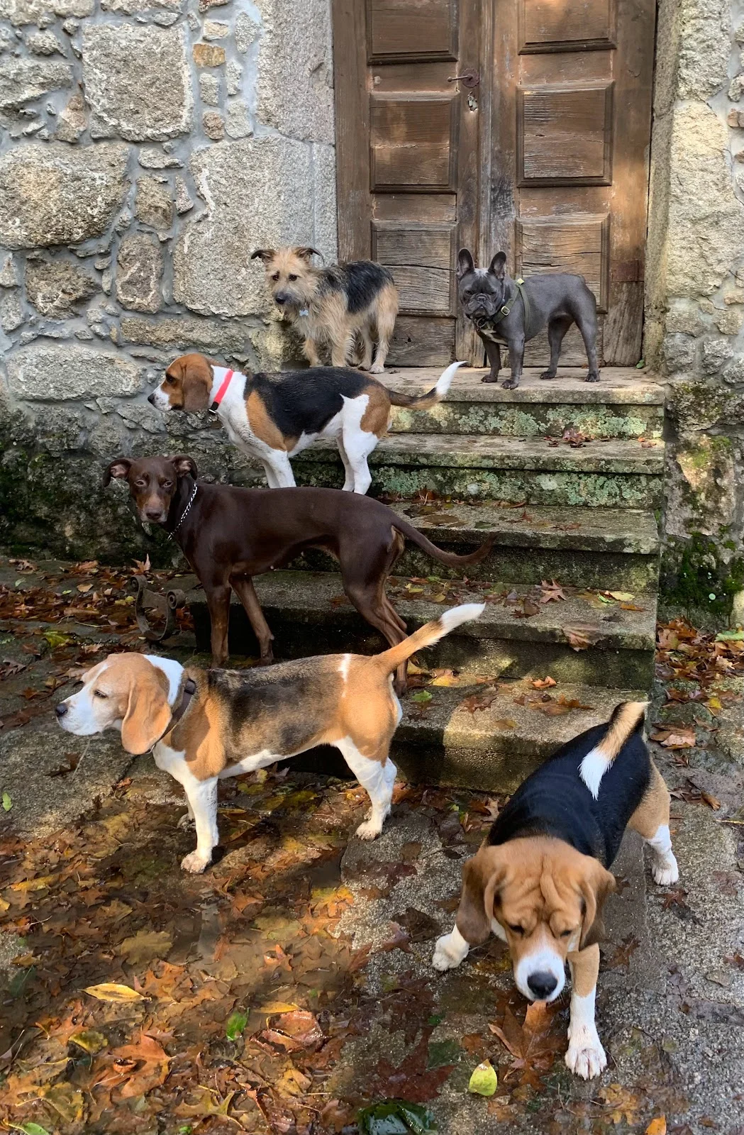 The Castle Dog Hotel & Retreat — 2