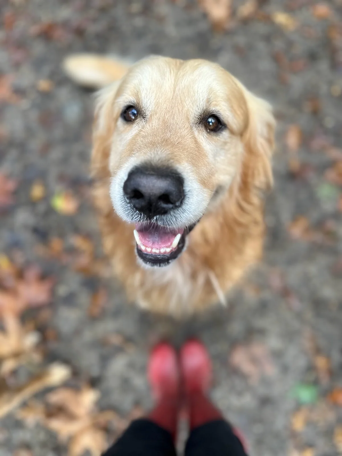 The Castle Dog Hotel & Retreat — 3