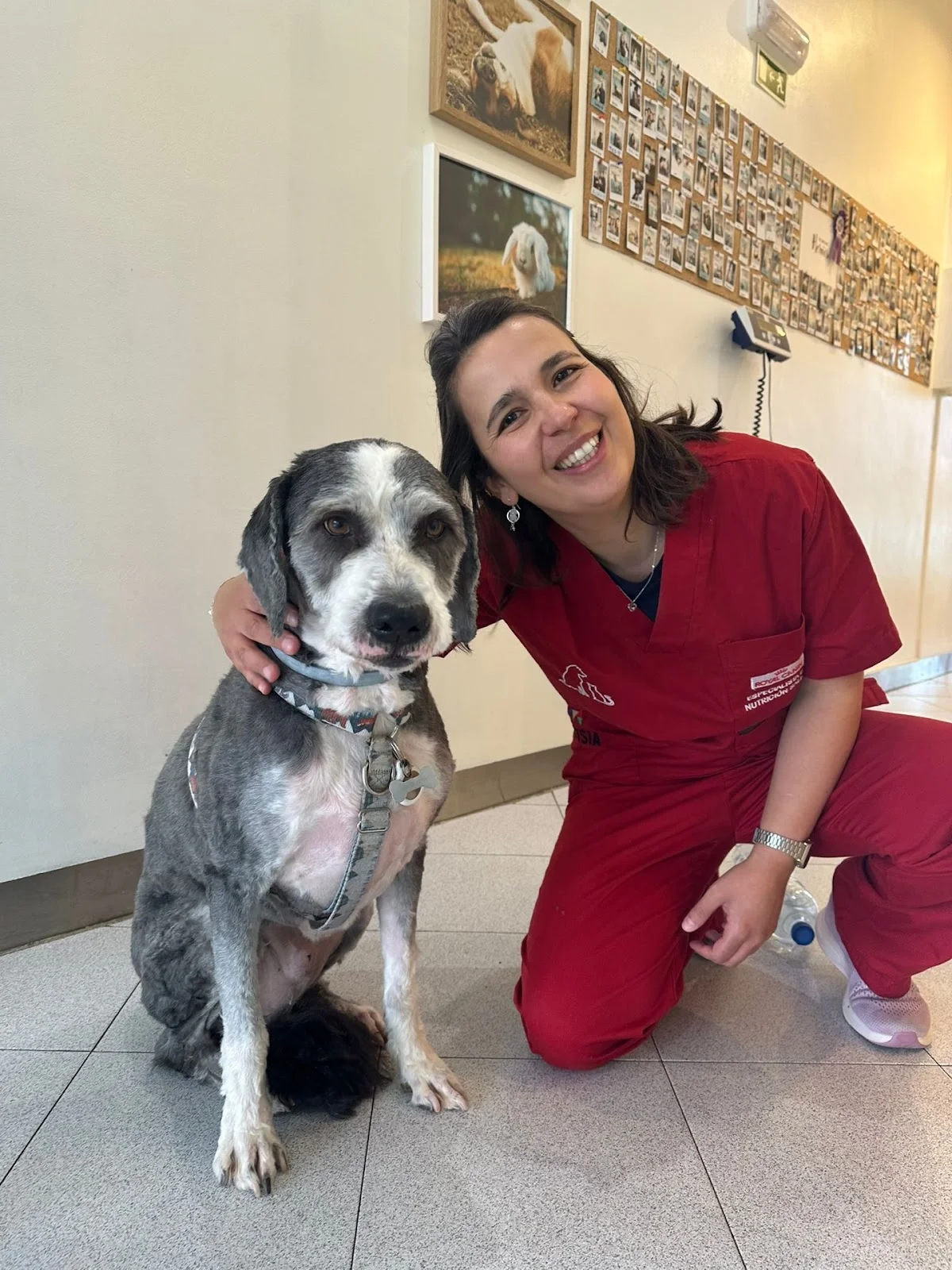 O Nosso Veterinário em Gaia