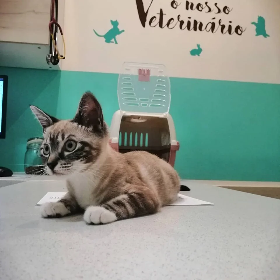 O Nosso Veterinário em Gaia — 2