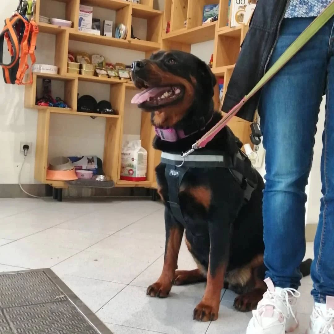 O Nosso Veterinário em Gaia — 3