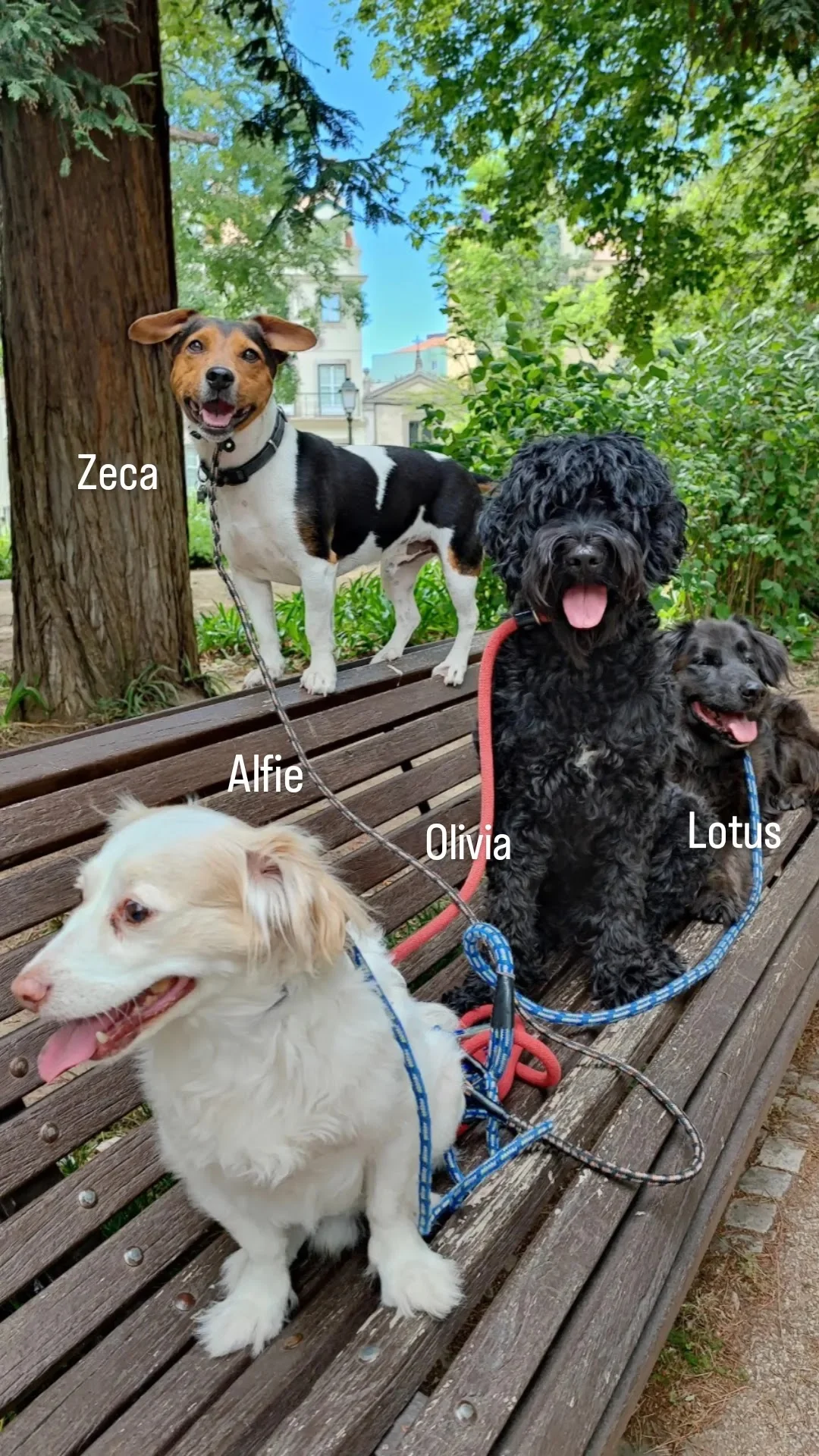 Dá-me Trela Animais de Estimação