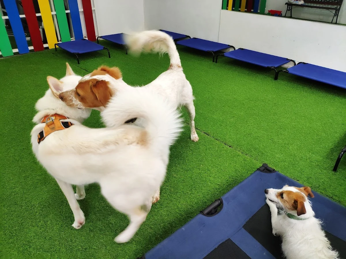Dá-me Trela Animais de Estimação — 3