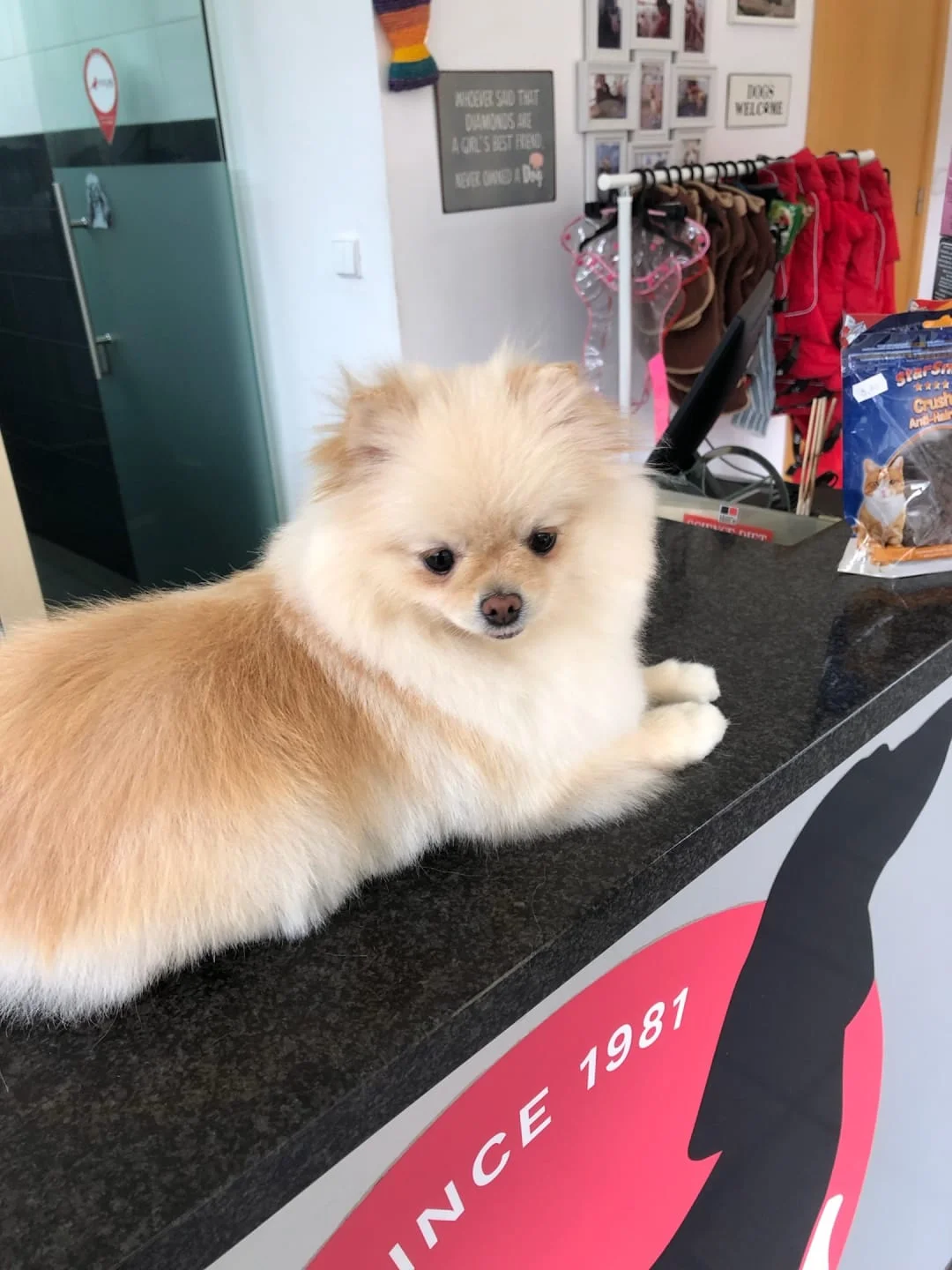 Petshop Dallas