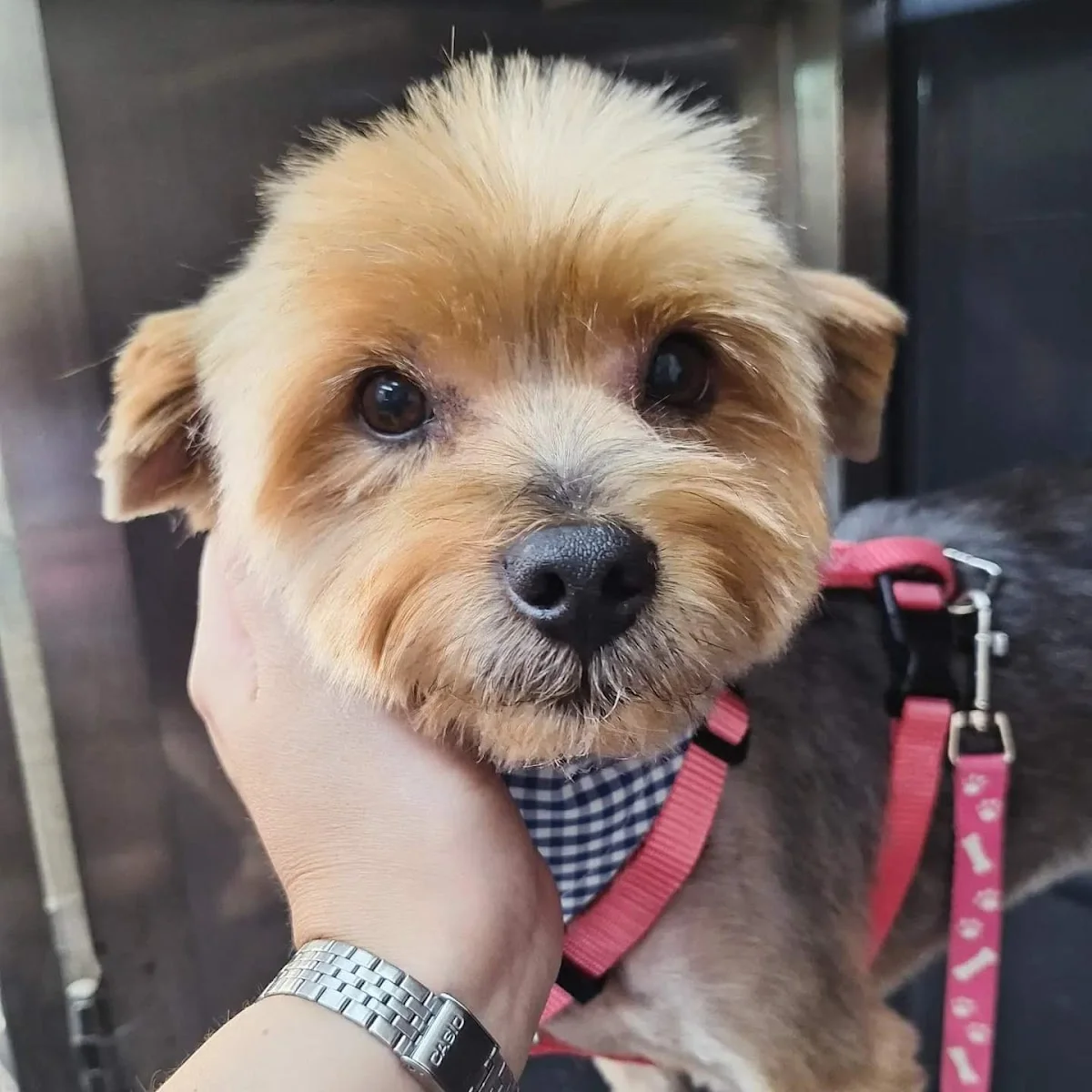 Petshop Dallas — 3