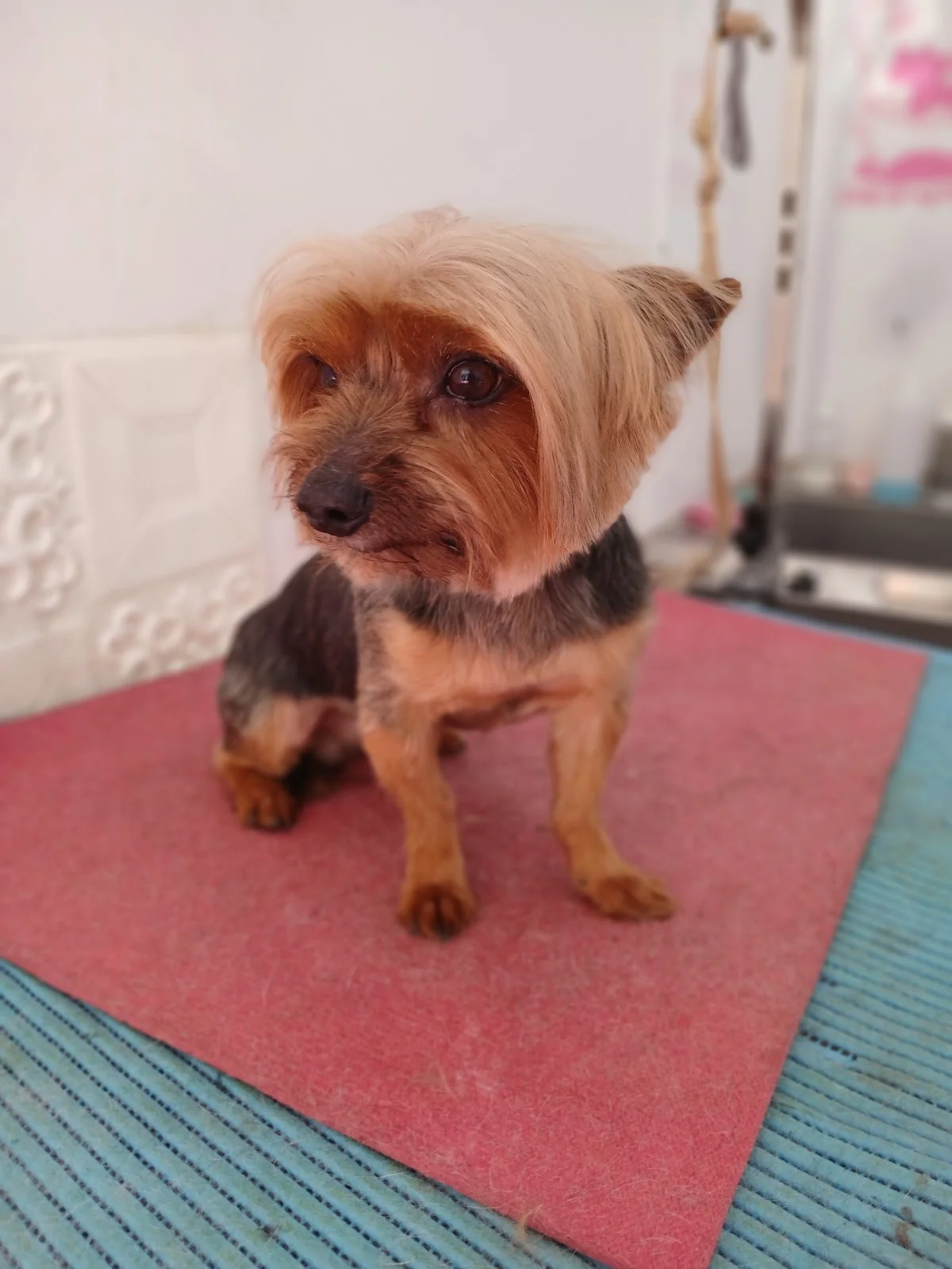 Bichinho Chic