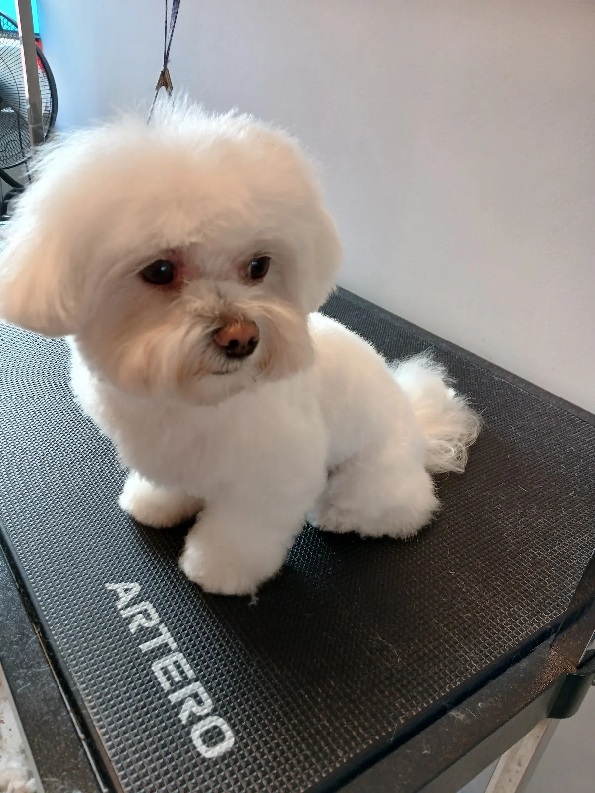 Bichinho Chic — 3