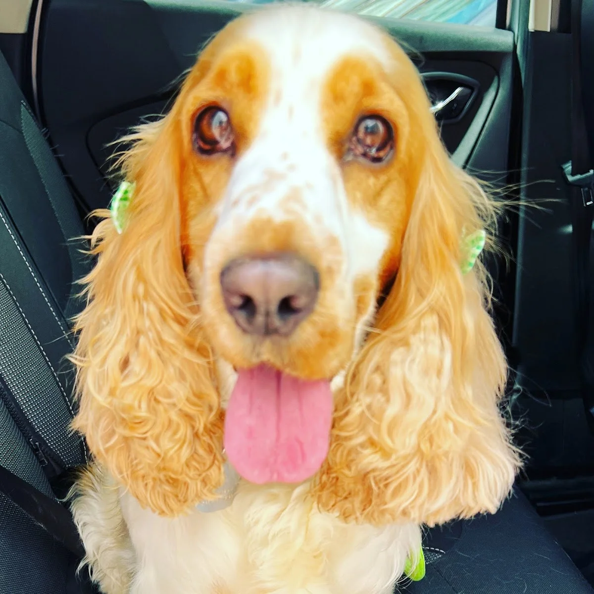 Petlook — 2