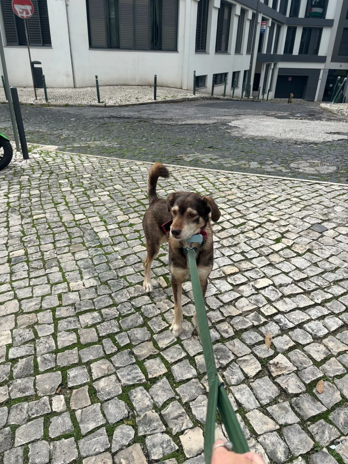 Malü Pet Care - Petsitting — 2