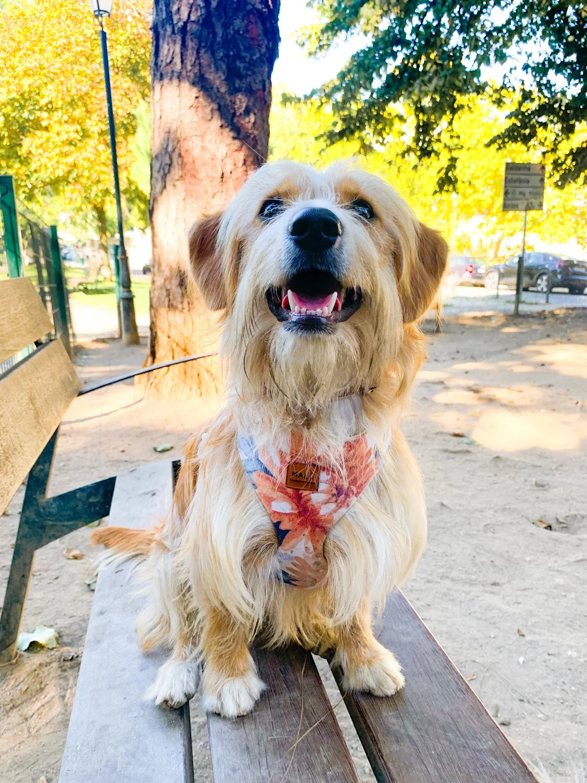 Malü Pet Care - Petsitting — 3