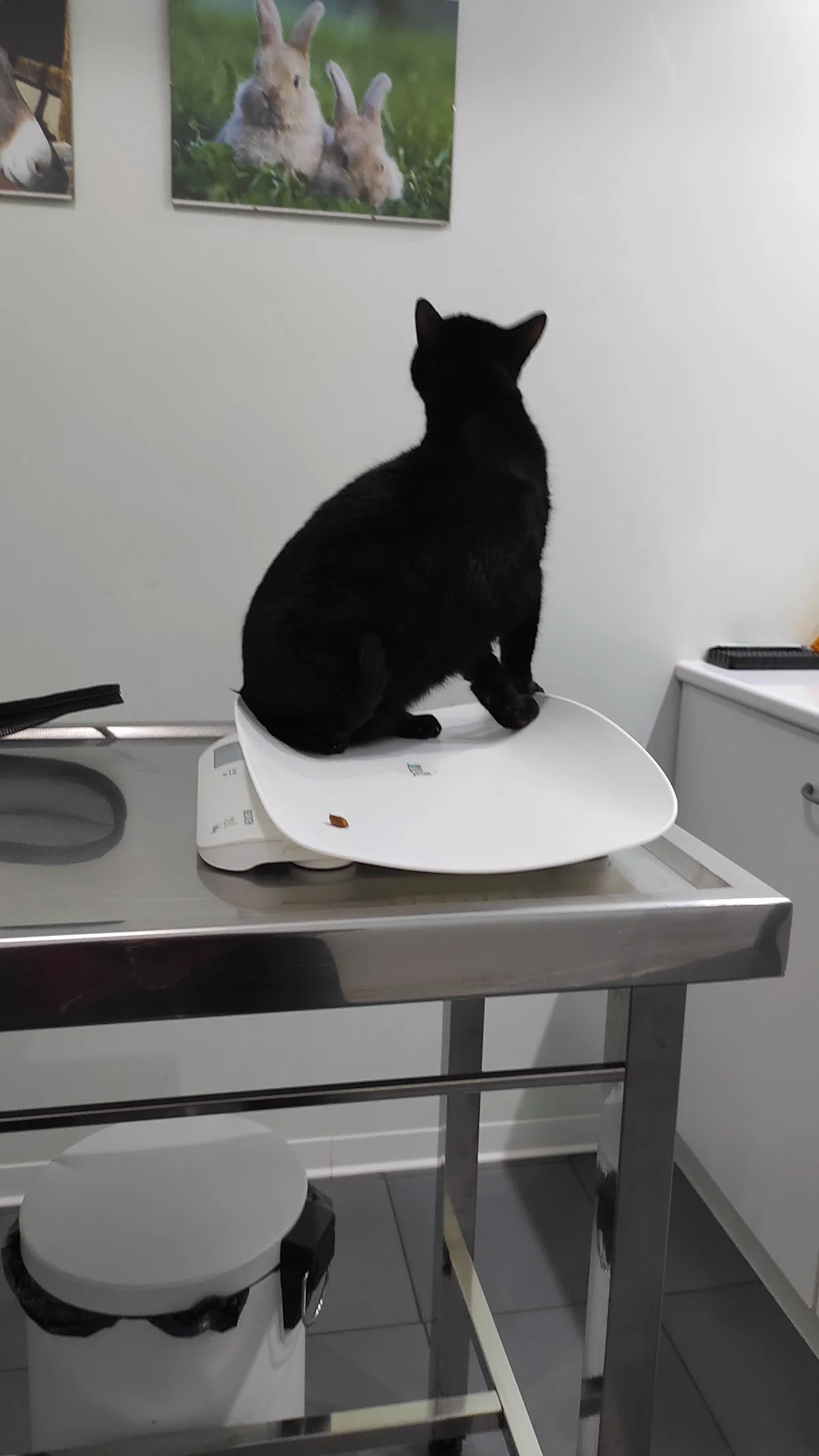 Clínica Veterinária Quinta do Covelo — 2