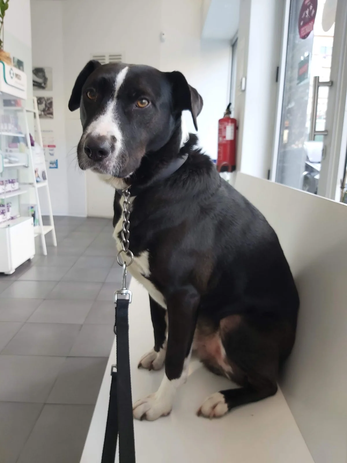 Clínica Veterinária Quinta do Covelo — 3
