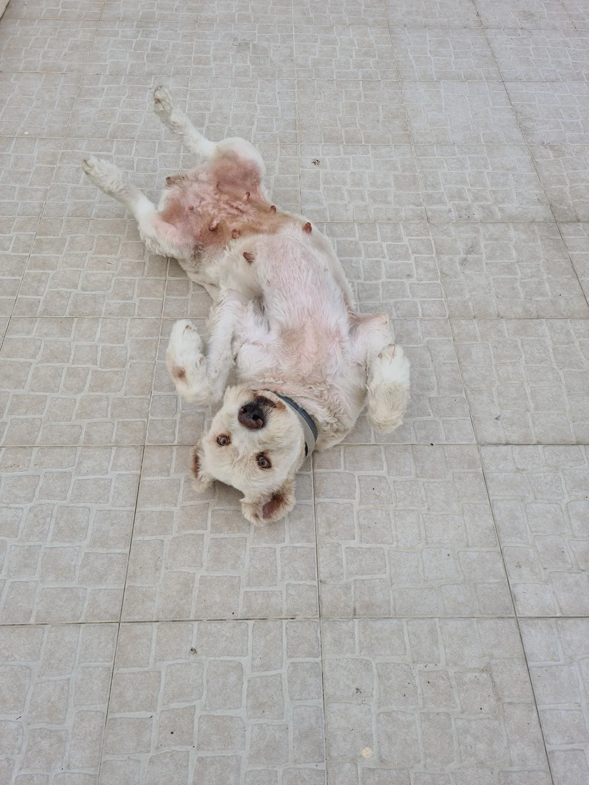 Vetportela - Centro Médico Veterinário — 2
