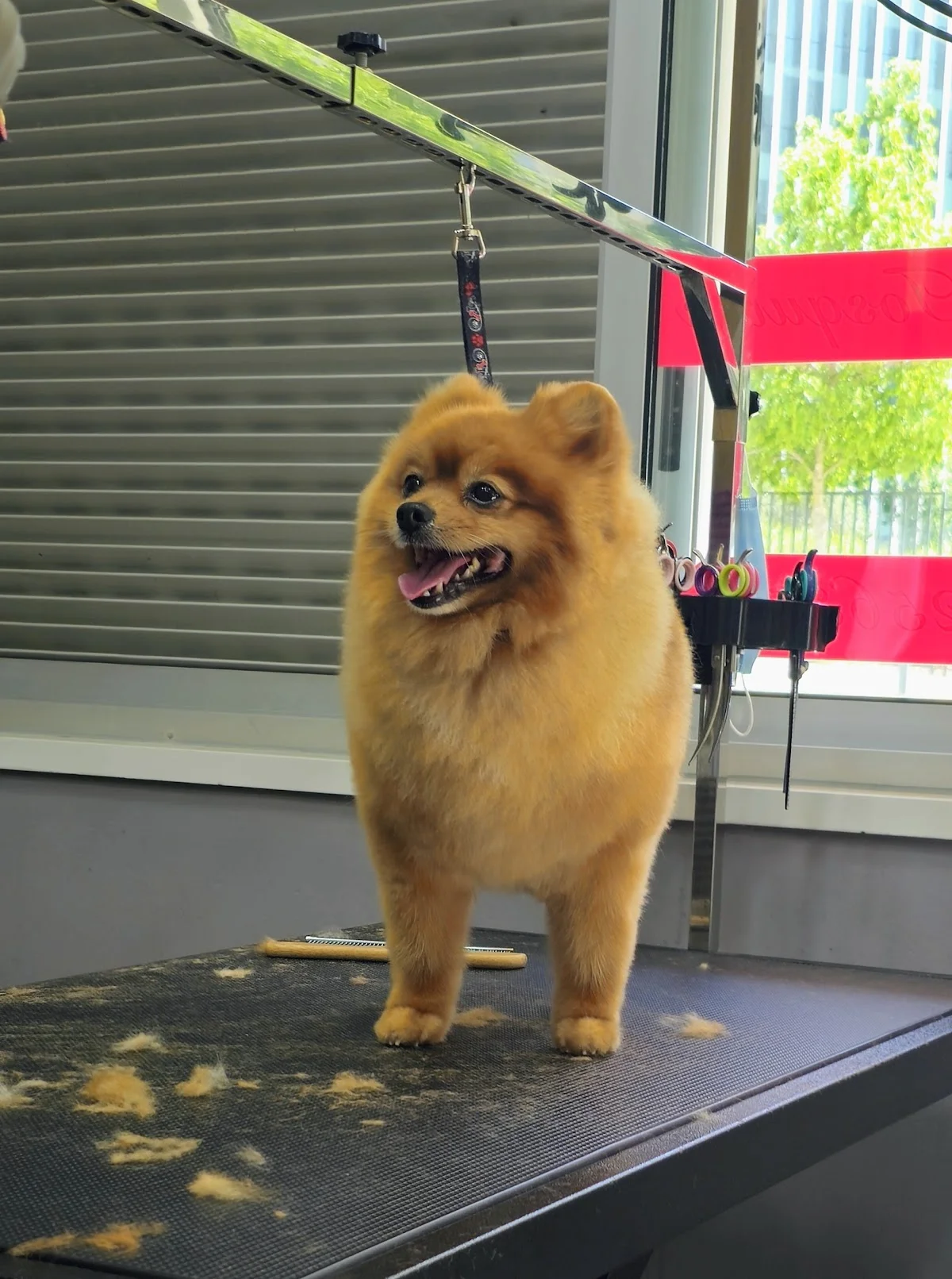 Pet Grooming Salon Fátima Marques