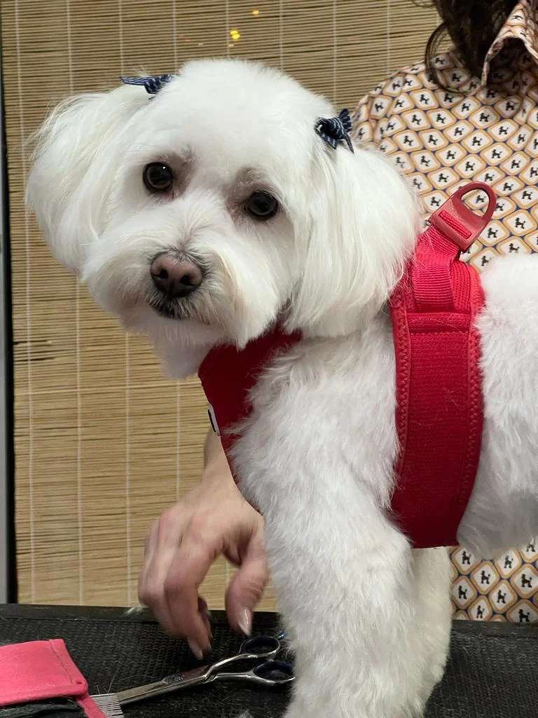 Pet Grooming Salon Fátima Marques — 2