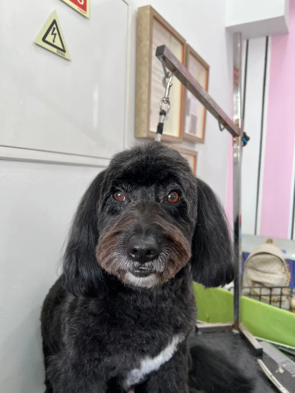 Pet Grooming Salon Fátima Marques — 3